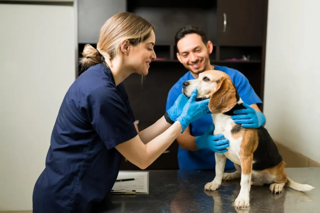 Máster en medicina veterinaria aumentada por IA 1